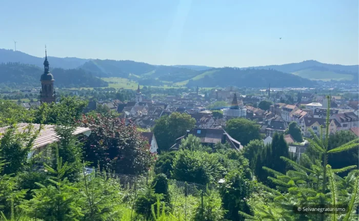 Viñedos en Gengenbach - Gengenbach Vineyards