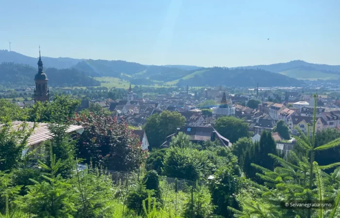 Viñedos en Gengenbach - Gengenbach Vineyards