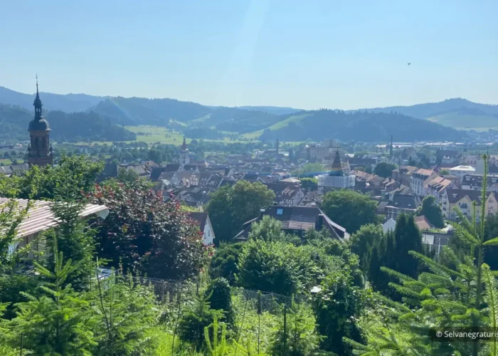 Viñedos en Gengenbach - Gengenbach Vineyards