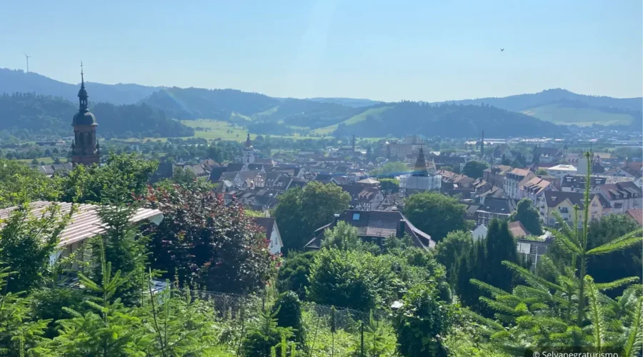 Viñedos en Gengenbach - Gengenbach Vineyards