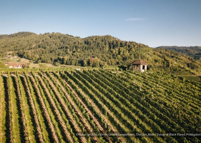 Senderismo Viñedos Gengenbach