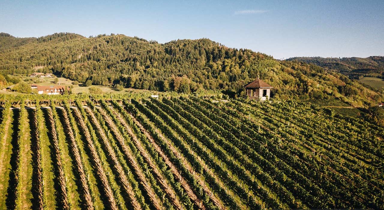viñedos en Gengenbach Selva Negra durante ruta de senderismo con vistas panorámicas